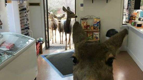 В США олениха привела все семейство в магазин за вкусняшками (ФОТО)