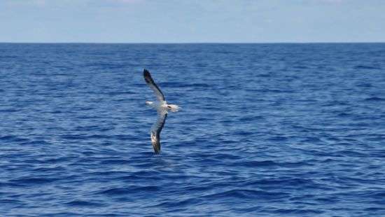 Французы спасли дрейфующего на неисправном судне путешественника