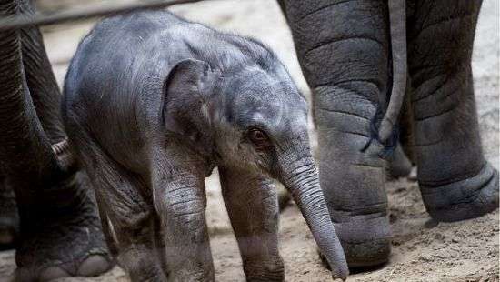 На Рождество в бельгийском зоопарке родился слоненок (ВИДЕО)