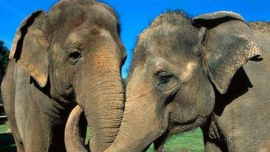 В США суд отказал в предоставлении слонам прав на свободу личности