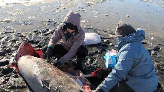 В США на берегу океана нашли двух замерзших насмерть акул