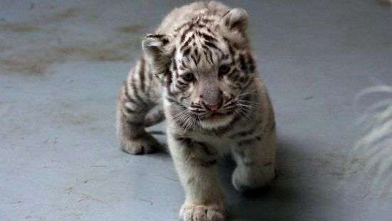 Тигренок успешно атаковал взрослого хищника - ВИДЕО