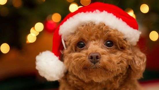 С Новым Годом! С годом Желтой собаки!
