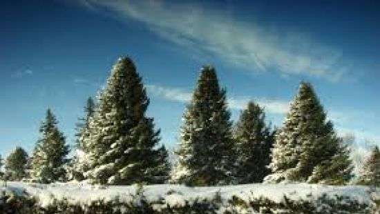 Стало известно, куда девать новогодние елки