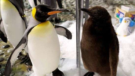 В канадском зоопарке замерзли королевские пингвины