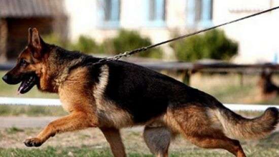 В Финляндии собака нашли 320 тысяч евро