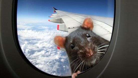 В США из-за крысы на борту отменили авиарейс