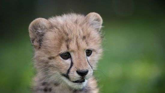 В зоопарке самка гепарда родила рекордное число детенышей ( ВИДЕО)
