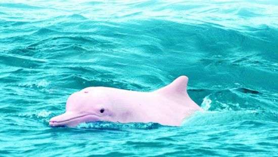 В бухте под Рио-де-Жанейро нашли 88 погибших дельфинов