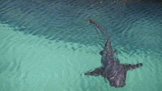 На Багамских островах ребенок едва спасся от четырех акул (ВИДЕО)