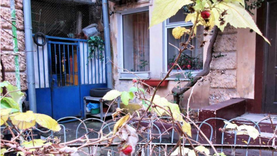 В разгар зимы в Одессе созрела малина (ФОТО)