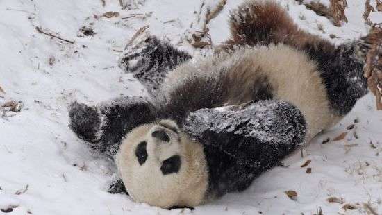 Обрадовавшаяся первому снегу панда покорила пользователей Сети