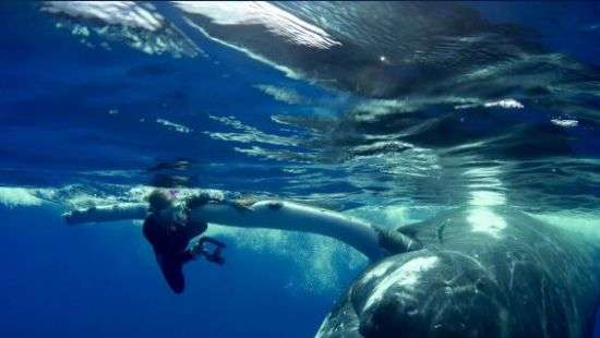 В Тихом океане кит спас ныряльщицу от трехметровой акулы (ВИДЕО)