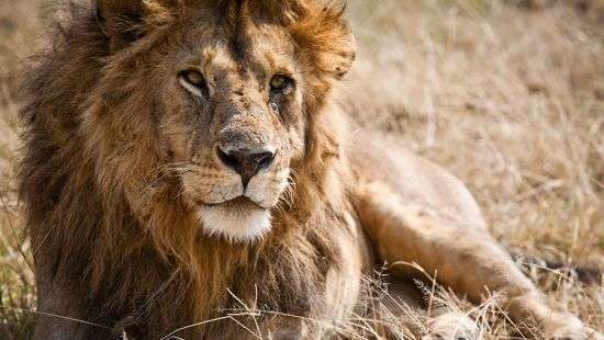 В Танзании собака напугала царя зверей (ВИДЕО)