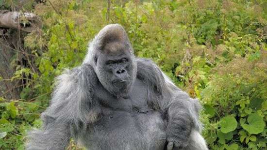 В Британии умерла одна из старейших горилл мира (ФОТО)
