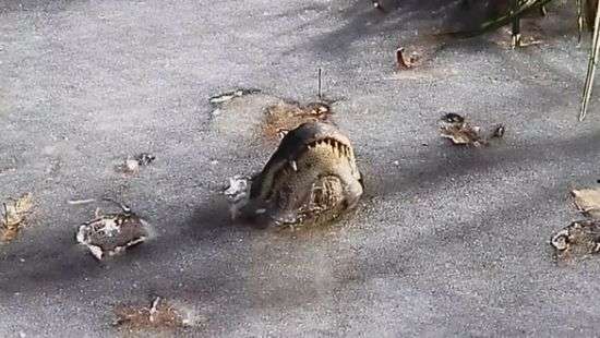 В США живые аллигаторы вмерзли в лед - ВИДЕО