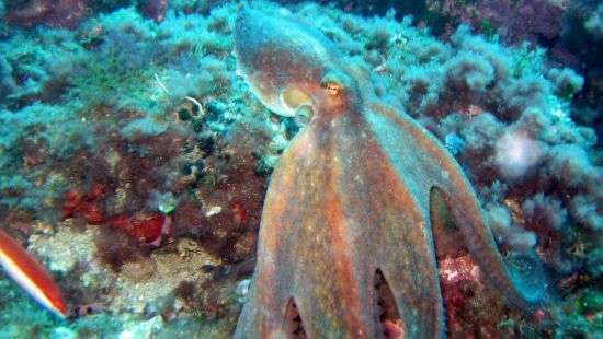 Обнародовано ВИДЕО, как осьминог меняет свой цвет