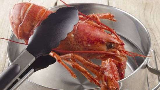 Власти Швейцарии защитили права собак и лобстеров