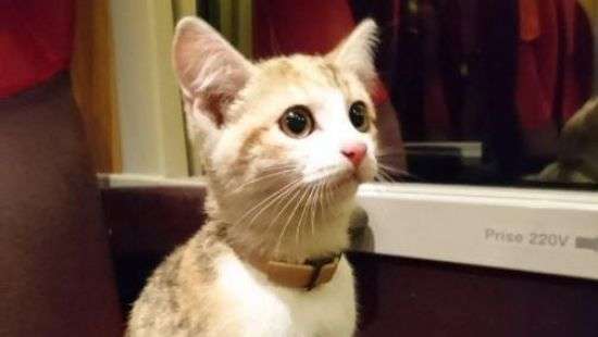 Во Франции потерявшийся котенок вернулся к хозяйке на поезде