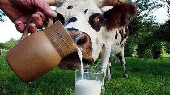 Отложен запрет на закупку «домашнего» молока у селян