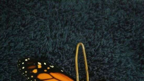 В США девушка-дизайнер пересадила бабочке крыло (ФОТО)