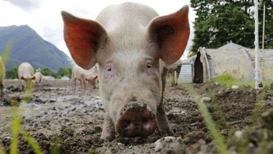 В Китае свинья напала на мясников, чтобы спасти собрата - ВИДЕО