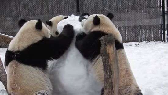 В Торонто три панды зверски уничтожили снеговика (ФОТО/ВИДЕО)