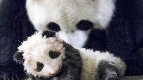 В Франции показали первую рожденную в стране панду (ФОТО)