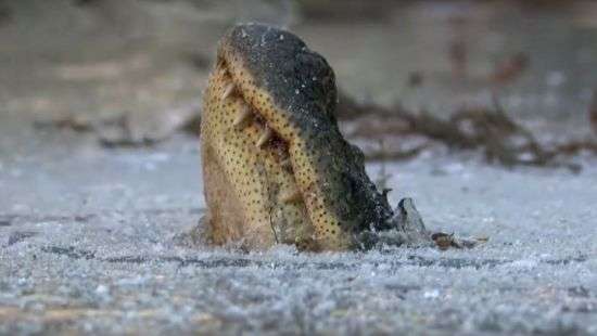 В США начали оттаивать вмерзшие в лед аллигаторы - ВИДЕО