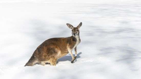 В Австралии в самый разгар лета пошел снег (ВИДЕО)