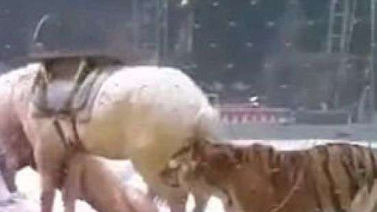 Обнародовано шокирующее ВИДЕО нападения львицы и тигра на лошадь