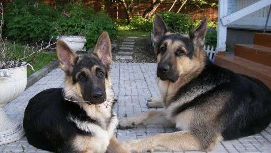 Сеть покорило видео с собаками, которые не дают хозяину выбросить новогоднюю елку (ВИДЕО)