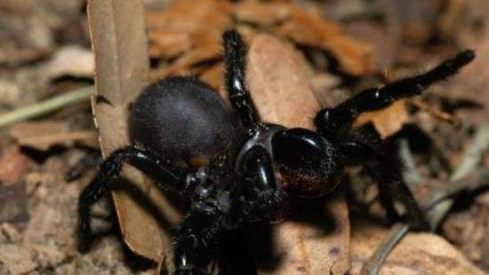 В австралийском зоопарке показали рождение самых ядовитых пауков (ВИДЕО)