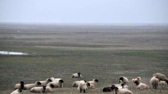 В Румынии стадо овец создали угрозу системе защиты НАТО от баллистических ракет (ФОТО)