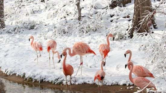 В Одесской области посреди зимы появился фламинго