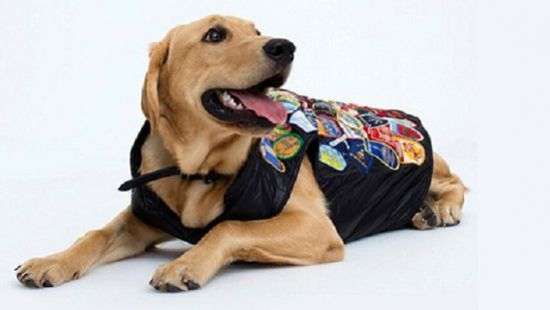 Собаки отберут работу у моделей