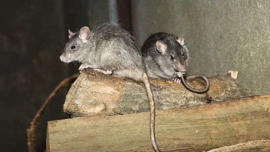 Париж атаковали полчища крыс - коммунальщики отказываются работать (ВИДЕО)