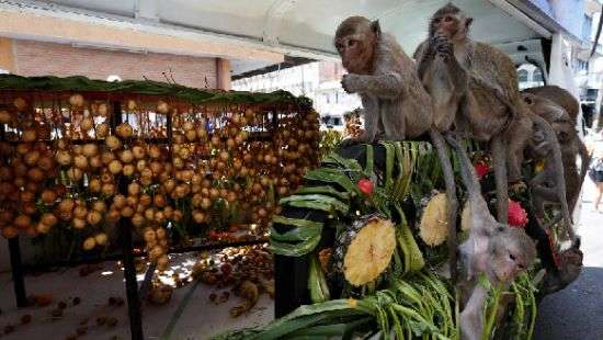 Две деревни в Таиланде атаковали голодные обезьяны
