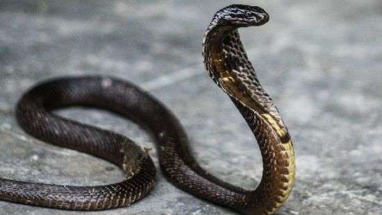 Гигантская кобра остановила движение во Вьетнаме - ВИДЕО