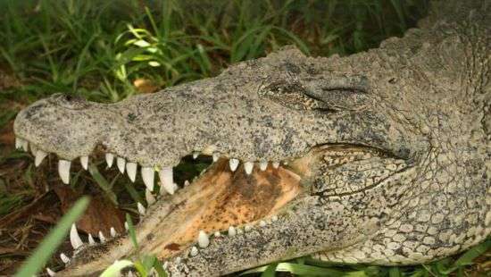 Американец спас застрявшего в пластиковом кольце аллигатора (ВИДЕО)