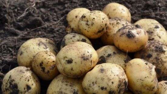 Украина обеспечила картошкой Беларусь