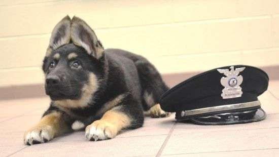 Мужчина при аресте покусал полицейскую собаку