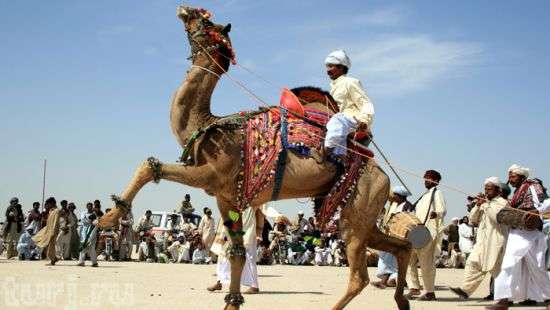 В Саудовской Аравии верблюдов из-за ботокса дисквалифицировали с конкурса красоты