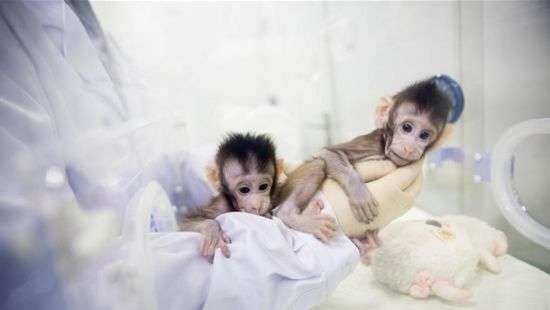 В Китае клонировали обезьян (ВИДЕО)