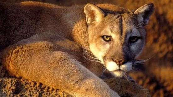 Восточную пуму официально признали вымершей