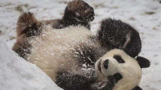 Сеть взорвало видео того, как китайские панды радуются снегу (ВИДЕО)