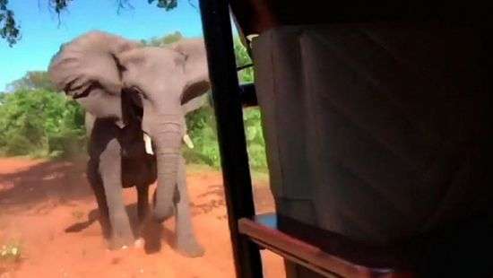 В африканском сафари-парке слон напал на туристов и сломал бивень (ВИДЕО)