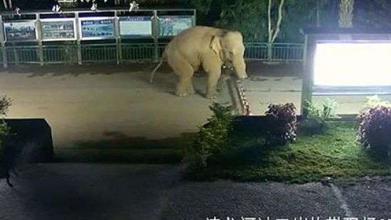 Сеть рассмешило видео со слоном, который «нелегально» пересек границу Китая и Лаоса (ВИДЕО)