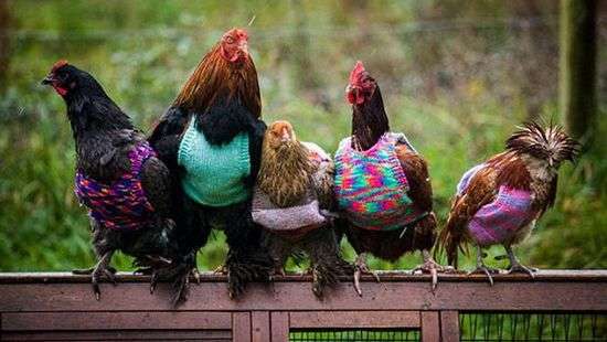 Звезды и их питомцы: кто живет в доме у селебрити (ФОТО, ВИДЕО)