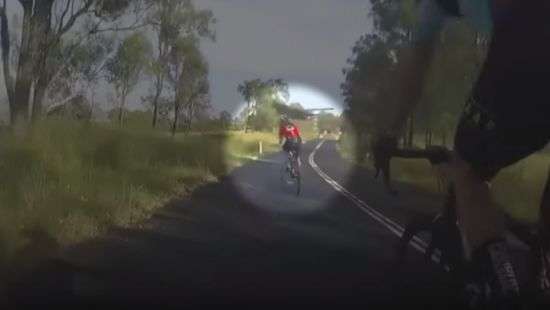 В Австралии кенгуру на лету сбил велосипедистку и ускакал (ФОТО/ВИДЕО)
